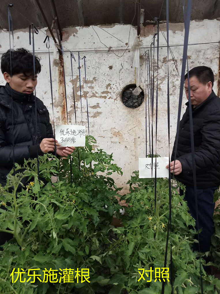 Fertilizer Efficiency Test of Yooxi Spraying Formula on Tomato in Winter Greenhouse (Flowering and Fruiting Period)(图1)