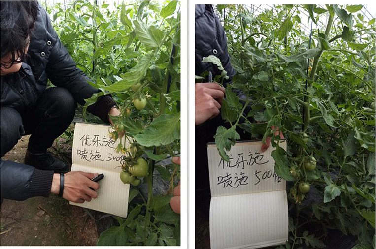 Fertilizer Efficiency Test of Yooxi Spraying Formula on Tomato in Winter Greenhouse (Flowering and Fruiting Period)(图2)