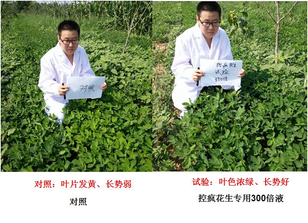 Test Report on Peanut Specialized Products for &quot;Crazy Control&quot;(图1)