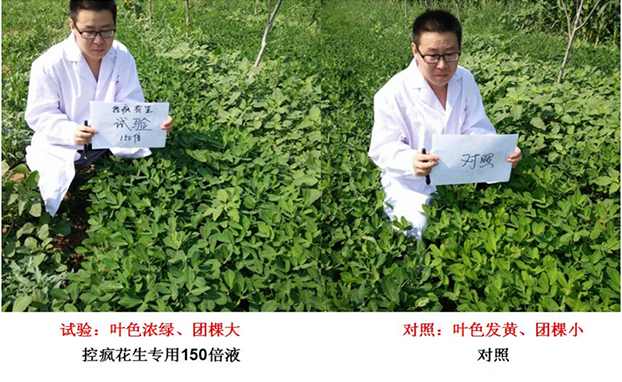 Test Report on Peanut Specialized Products for &quot;Crazy Control&quot;(图2)