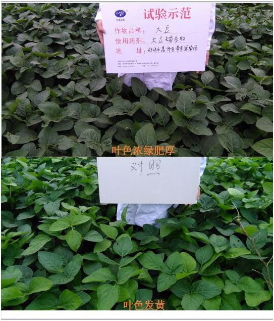 [Experiments and demonstrations] Soybean is short and harvested more(图1)