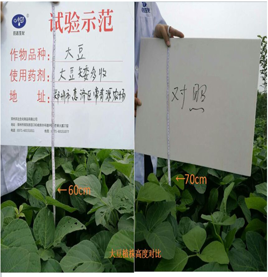 [Experiments and demonstrations] Soybean is short and harvested more(图2)