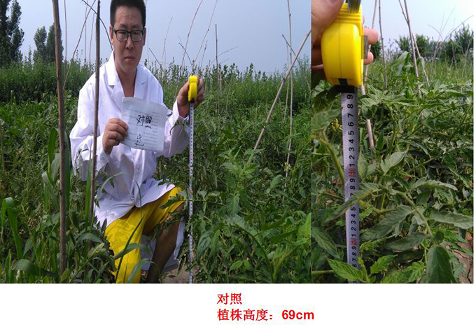Test Report of Root Force Buchong Fertilization on Tomatoes(图1)