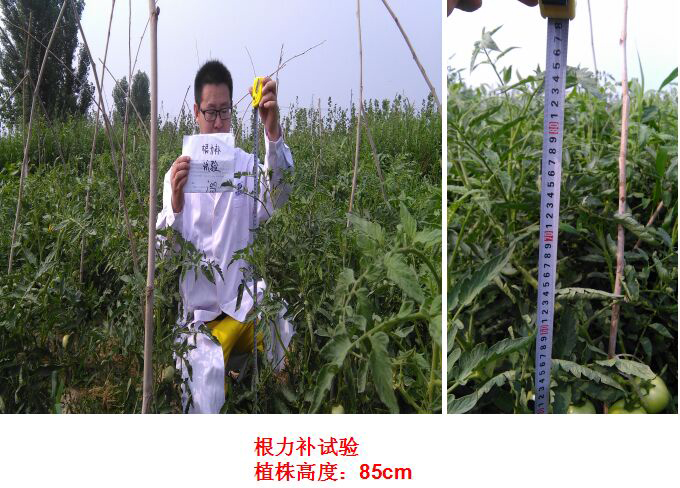 Test Report of Root Force Buchong Fertilization on Tomatoes(图2)