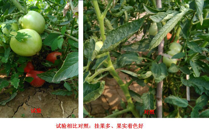 Test Report of Root Force Buchong Fertilization on Tomatoes(图3)