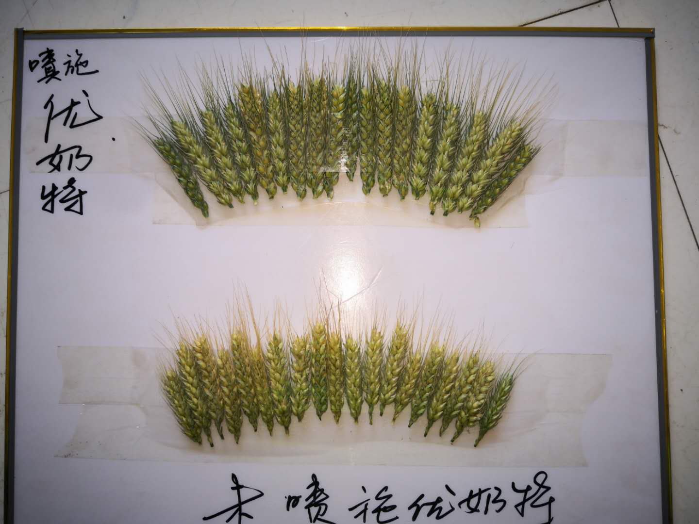 Observation on the Effect of Wheat Yield Increase of Younaite(图3)