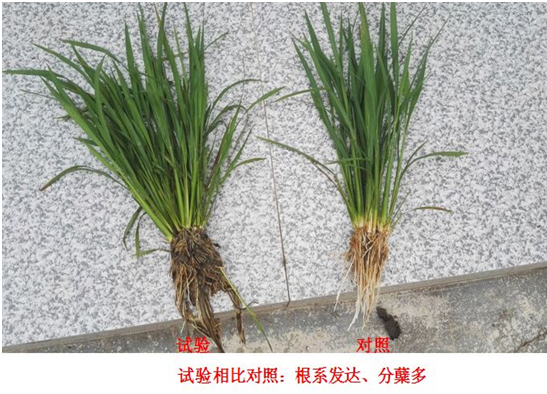 【试验示范】“控疯”水稻专用产品(图1)