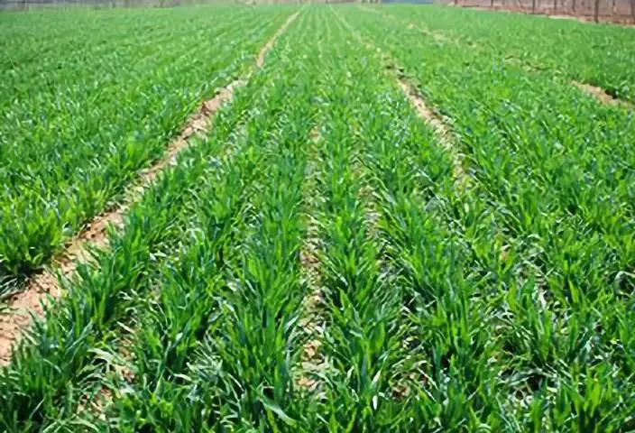 小麦返青肥，用什么肥料好？每亩施多少？(图1)