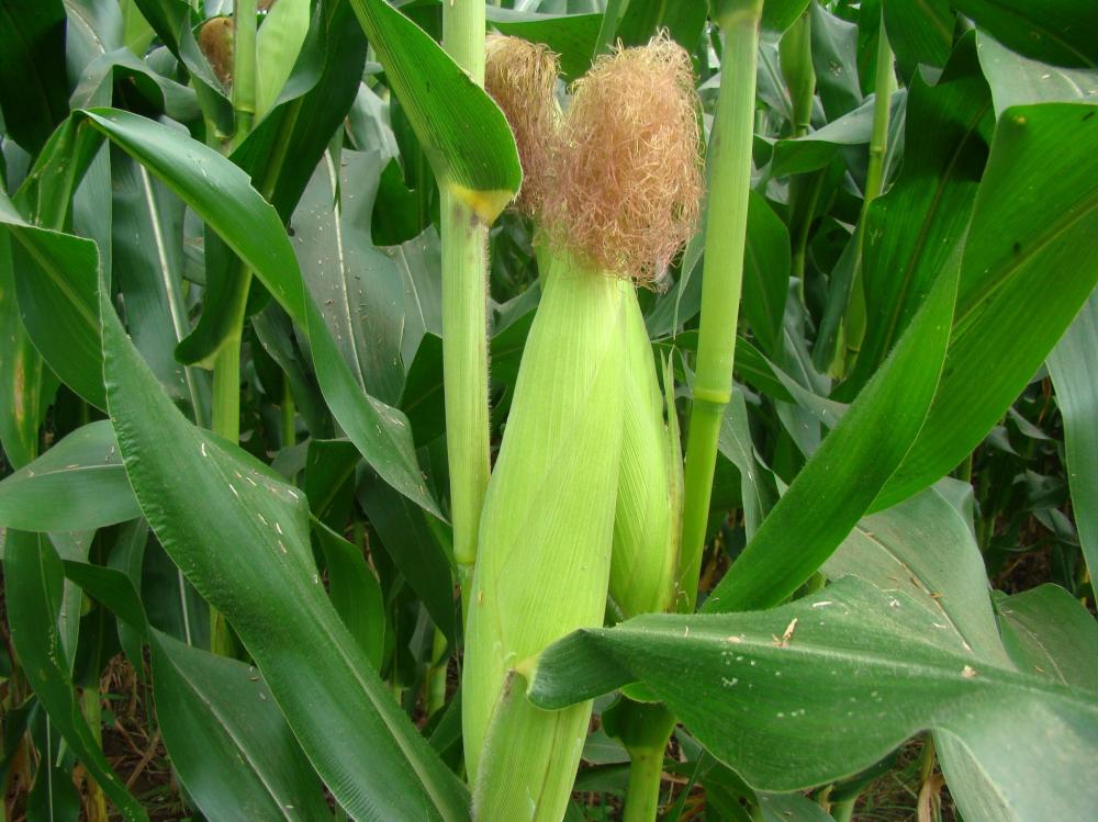 推进农药安全科学使用，助力玉米产业绿色高质量发展(图1)