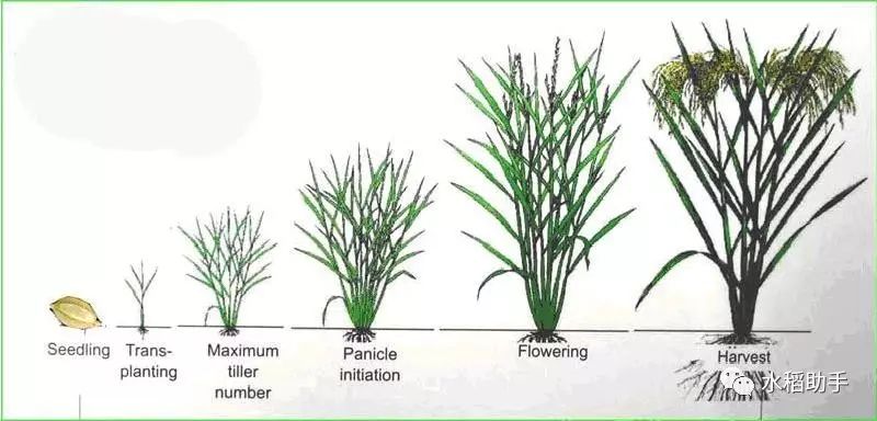 提高水稻分蘖的好办法(图1)